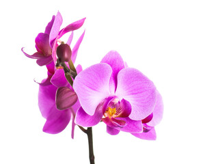 Naklejka na ściany i meble Blooming twig of purple orchid.