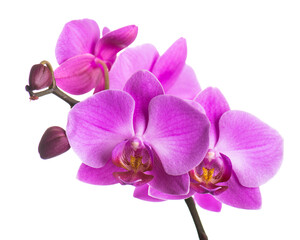 Fototapeta na wymiar Blooming twig of purple orchid.