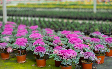 Fototapeta na wymiar Rows of pots with fresh organic cauliflower growing at greenhouse farm