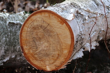 White Birch Log