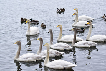 雪の日の白鳥とカモ