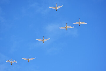 頭上を通過する白鳥たち