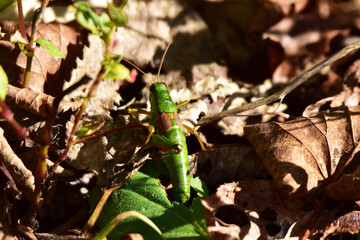 落ち葉の上のフキバッタ