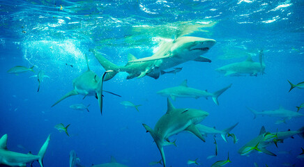 Bahamas Shark