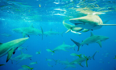 Fototapeta premium Bahamas Shark