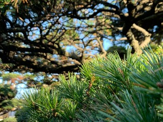 pine tree in the garden