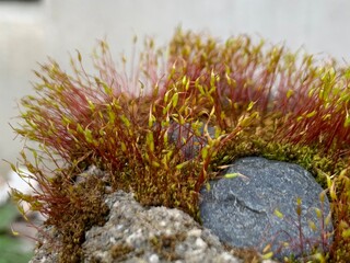 moss on the stone