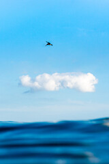 seagull in the sea