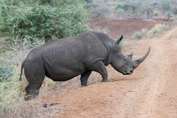 Obraz premium White Rhino [ceratotherium simum] on gravel road in southern Africa