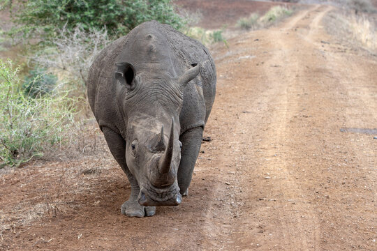 Square Lipped White Rhino [ceratotherium Simum] On Dirt Road In Southern Africa