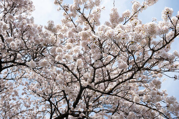 Cherry blossoms with blue sky