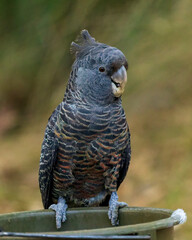 Female Gang-gang Cockatoo (Callocephalon fimbriatum) identified from the male with her small fluffy grey crest.