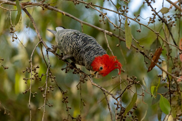 Male Gang-gang Cockatoo (Callocephalon fimbriatum) identified from the female with his a red head...