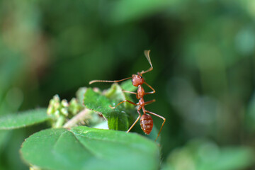 Ant behavior. Red ants on green leaves.