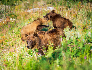 brown bear