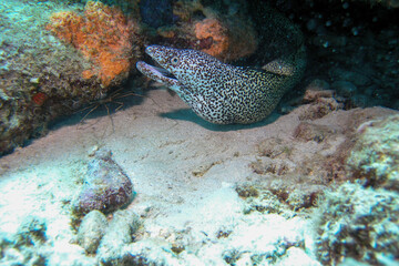 Black spotted moray eel with mouth open in the Bonaire Marine Park