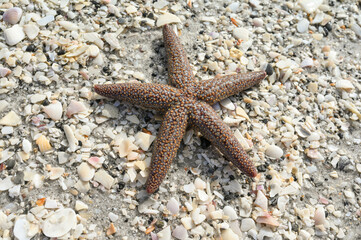 A small spined sea star on a Southwest Florida beach.