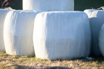 Obraz premium Silage und Heulage Ballen in Folie. Tierfutter 