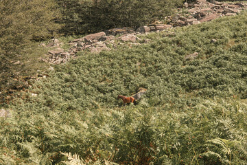 horse in the middle of the mountains