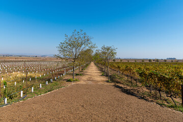 Obraz premium Land prepared for cultivation, cultivation of grapes, wine culture, vineyard, planting of grapes. Agriculture and local farm.