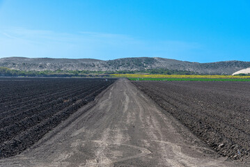 Fototapeta na wymiar Land prepared for cultivation, cultivation of grapes, wine culture, vineyard, planting of grapes. Agriculture and local farm.