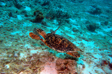 Green Sea Turtle swimming over coral in the Bonaire Marine Park