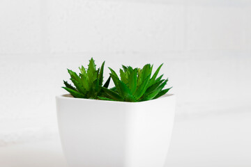 Artificial succulents in white plastic pot. Close-up.