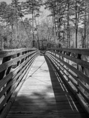 bridge in the woods
