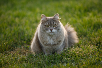 Naklejka na ściany i meble Gray fluffy cat on the green grass of the lawn