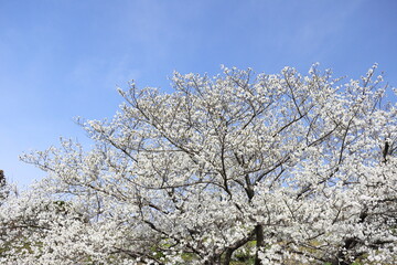 青空を白く染める大島桜