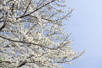太陽の光を浴びる大島桜