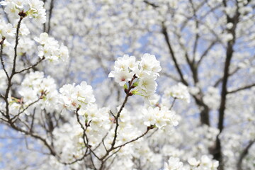 真っ白の綺麗な大島桜の森
