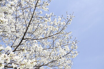 晴れの日の大島桜