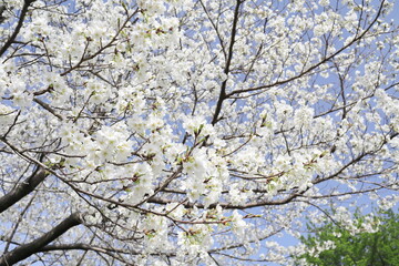 満開に咲いた大島桜の花
