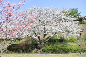 可愛い陽光桜と美しい大島桜