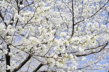 真っ白な花を咲かせる美しい大島桜