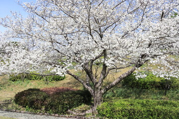 満開に咲いた大島桜の木