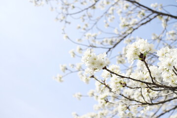開花した白くて美しい大島桜の花