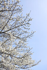 左から花を咲かせる大島桜