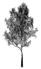 Silhouette of a tree on a white background. Realistic black and white illustration of a birch tree.