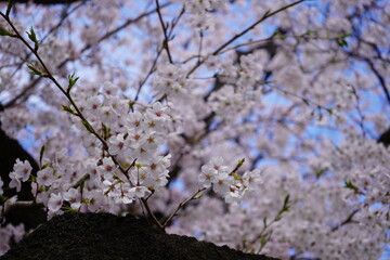 Fototapeta premium 桜