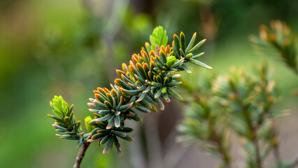 Juniper Bonsai Needles and Cones 2