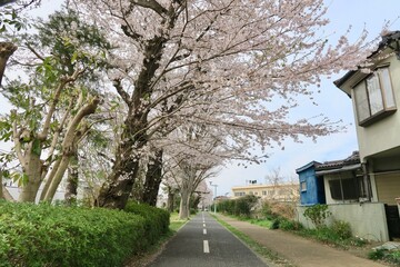 空堀川の桜