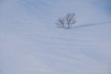 Fototapeta na wymiar 雪原にある葉のない木。