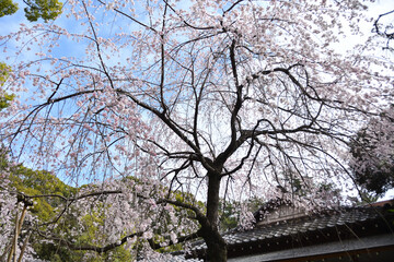 満開のしだれ桜