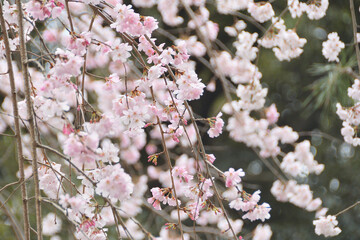 満開のしだれ桜