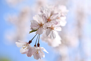 満開の桜のクローズアップ