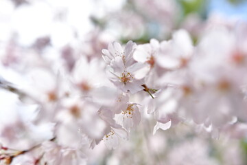 満開の桜のクローズアップ