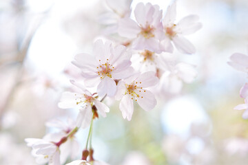 満開の桜のクローズアップ