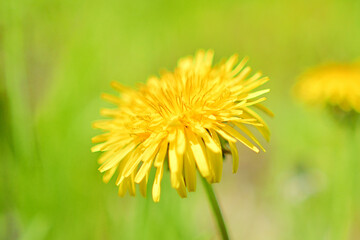 野に咲くタンポポの花